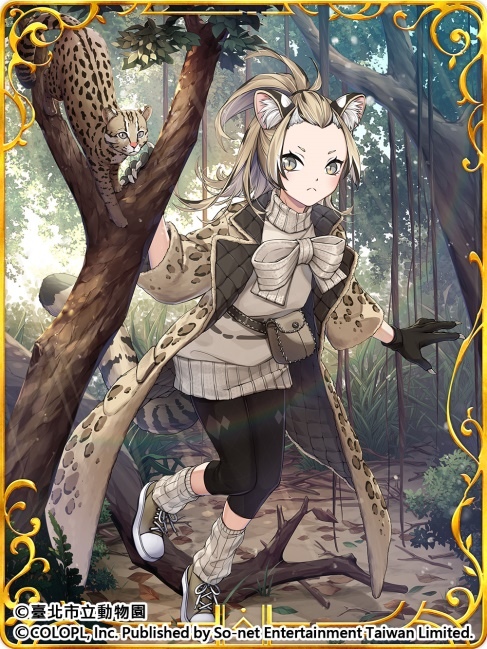 歡慶7週年！《問答RPG 魔法使與黑貓維茲》與《臺北市立動物園》跨界合作貓科角色與動物Q&A全新題型登場