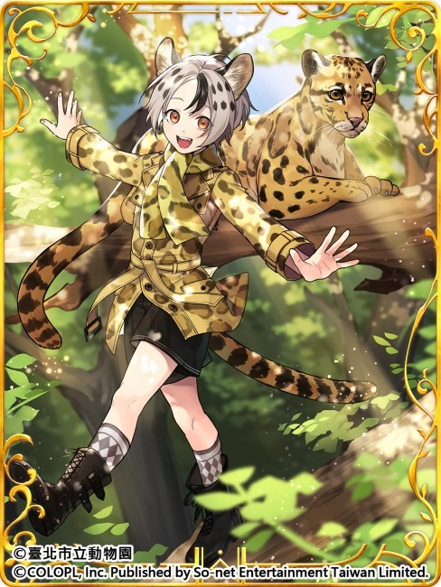 歡慶7週年！《問答RPG 魔法使與黑貓維茲》與《臺北市立動物園》跨界合作貓科角色與動物Q&A全新題型登場